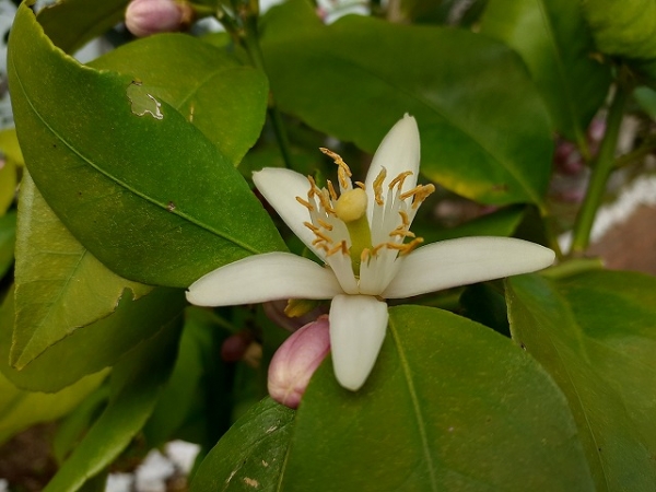 レモンの花（甘い香り）